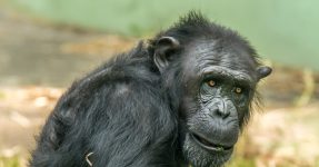 5 Days Rwanda Primates Safari