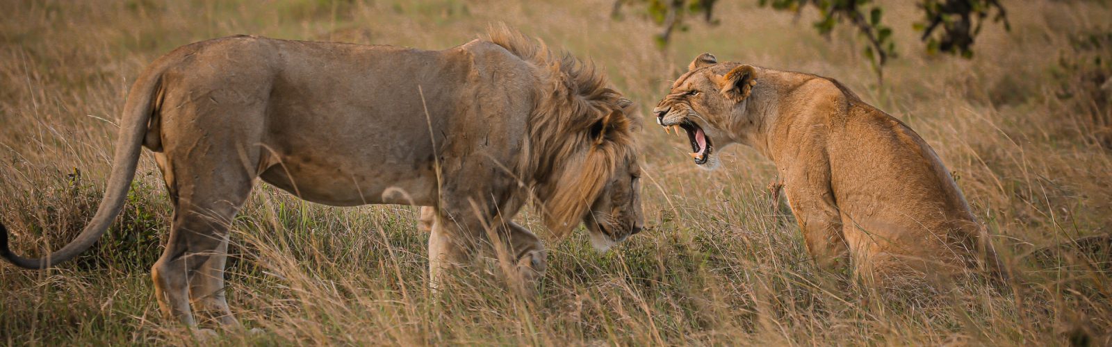 7 Days Bwindi Gorillas & Serengeti Wildlife Safari