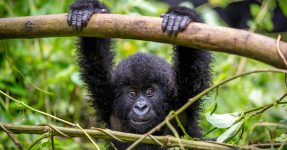 7 Days Impressive Rwanda Safari Webare